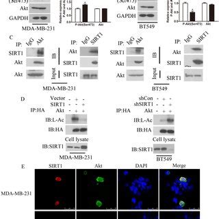 Knockdown Of Sirt Inhibits Breast Cancer Growth In Vitro And In Vivo