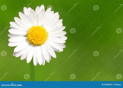 Abstract Daisy Background Stock Photo Image Of White 5284852