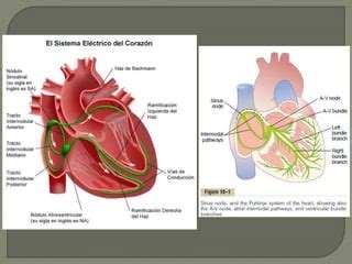 Adaptaciones Cardiovasculares Al Ejercicio Ppt