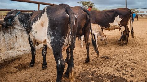 Feira De Gado De Caruaru Pe Muitas Vacas Leiteiras E Bezerros A Partir