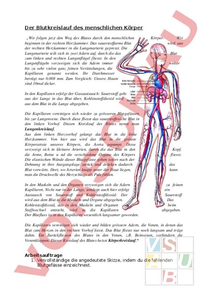 Arbeitsblatt Blutkreislauf Biologie Anatomie Physiologie