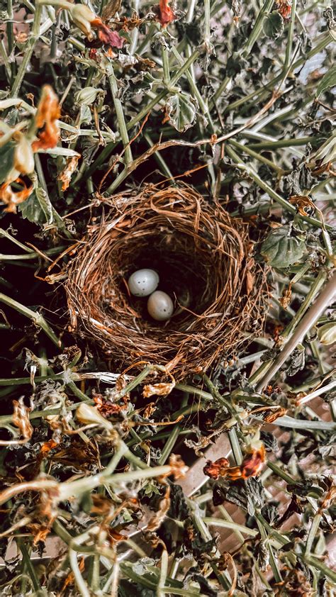 J O R D A N S C H R A N D T | Summer fun !!! Love baby birds but wish I