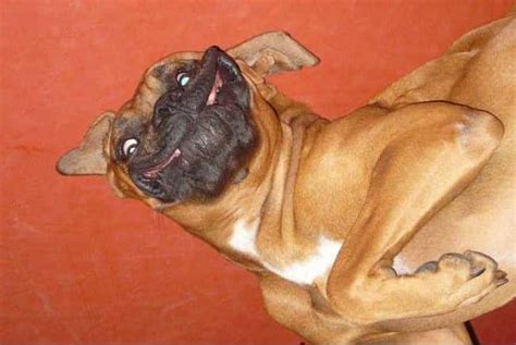 Creepy Dog Smiles Photos Of Weird Dogs Making Weird Faces