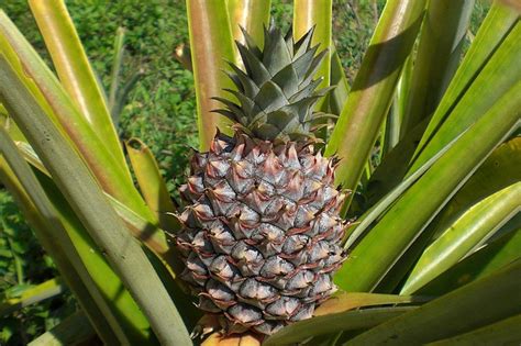 Les Ananas Poussent Ils Dans Les Arbres