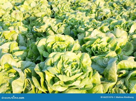 Filas De Las Plantas Frescas De La Lechuga En Un Campo F Rtil Listas