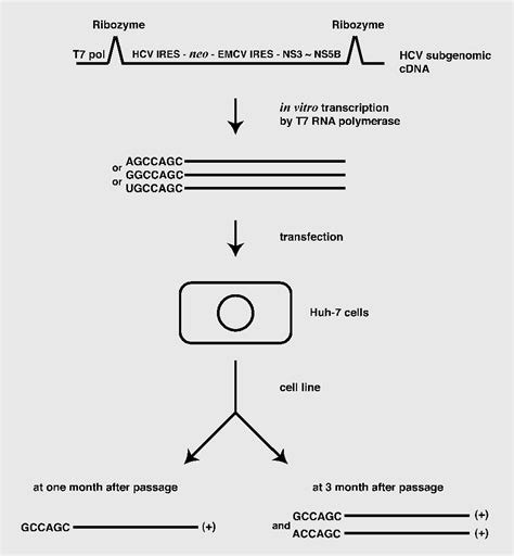 Figure 3 From Analysis Of The 5 End Structure Of HCV Subgenomic RNA