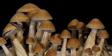 Comment Cultiver Des Champignons Magiques Avec La Culture Liquide