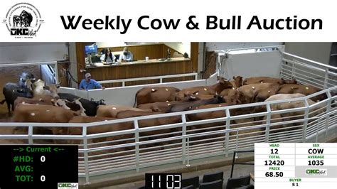 Okc West Weekly Cow Bull Auction Youtube