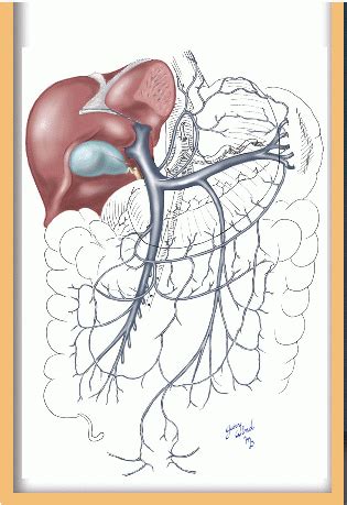 Portal Venous System Basicmedical Key