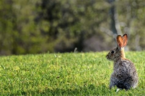 Why Do Rabbits Thump Their Feet — Rabbit Care Tips