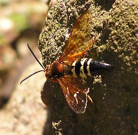 Hornet Sphecius Speciosus Bugguide