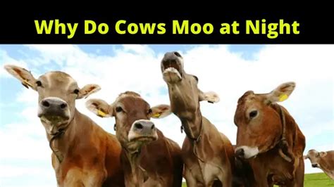 7 Triggers Why Do Cows Moo At Night Pdf Cow 2024