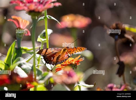 Gulf Fritillary Butterfly Agraulis Vanillae On An Orange Flower Copy