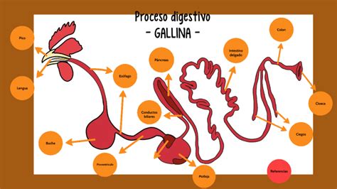 Sistema Digestivo Gallina By Angelica Camila Salazar Nava On Prezi