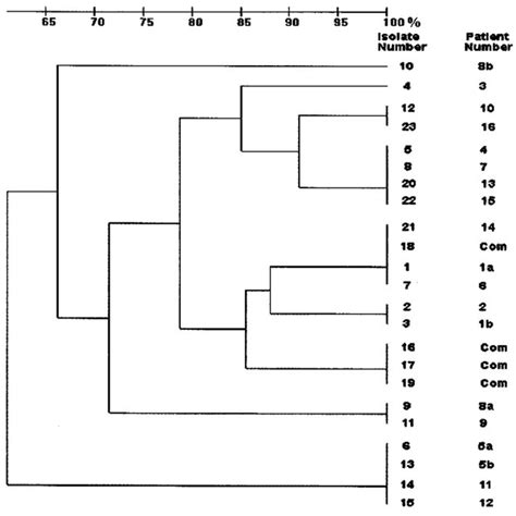 Dendrogram Depicting The Relatedness Of The 19 Clinical Isolates And