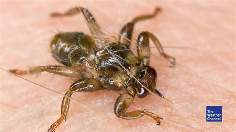 Fliegende Zecke Deswegen Sollten Sie Sich Vor Der Hirschlausfliege