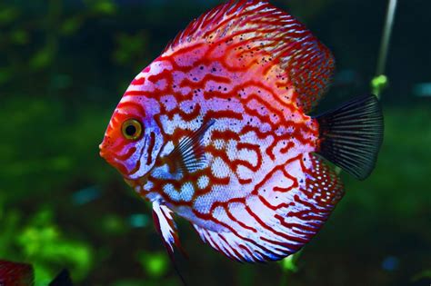 King Of The Aquarium Facts About Discus Fish Seatech Aquariums