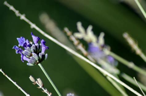 Lavendel Alice Wonderland