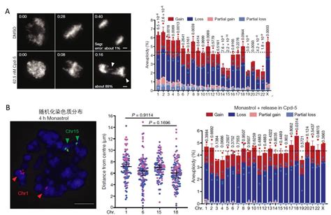 New Study Finds Intranuclear Location Affects Chromosome Segregation