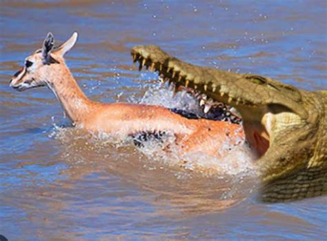 Crocodile Pursuing Antelope In Epic Showdown Video