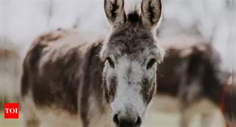 Pakistan S Donkey Population Increases But Country Misses GDP Growth