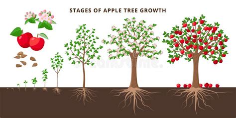 Apple Tree Life Cycle From Seeds To Ripe Red Apples Tree Growing From