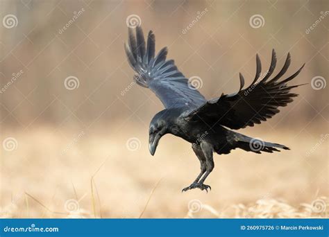 Bird Common Raven Corvus Corax Dark Style Big Black Scary Bird Flying