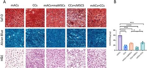 Characterization Of The In Vitro Chondrogenic Potential Of Chondrocytes