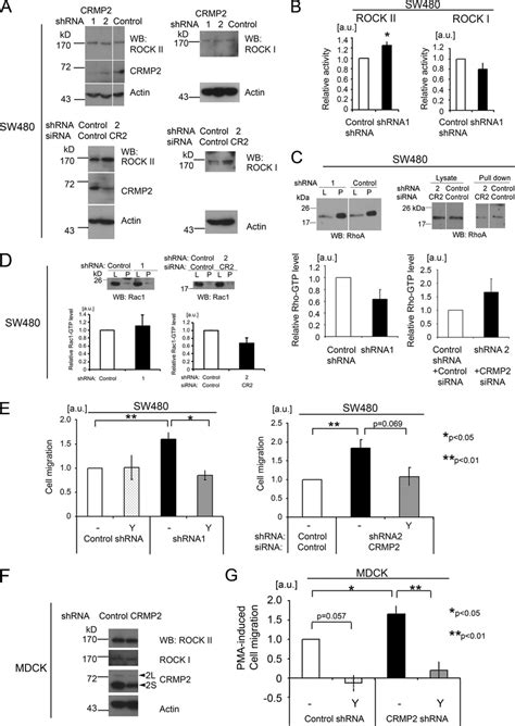 CRMP-2 regulates cell migration in a ROCK II-dependent manner but ... 