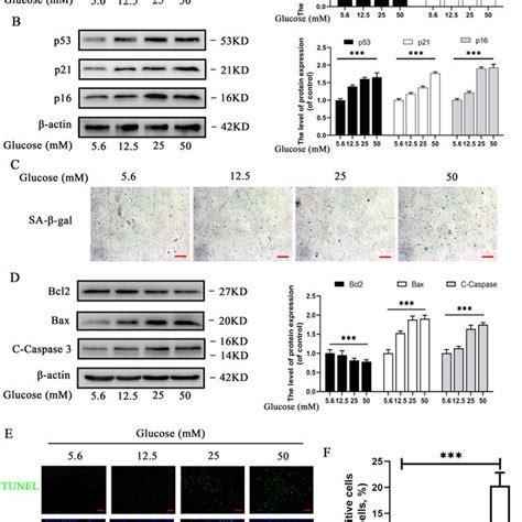 Effects Of High Glucose And Mm On Autophagy