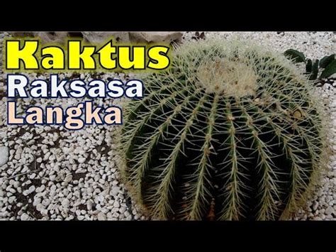 Mengenal Tanaman Kaktus Golden Barrel Kaktus Raksasa Youtube