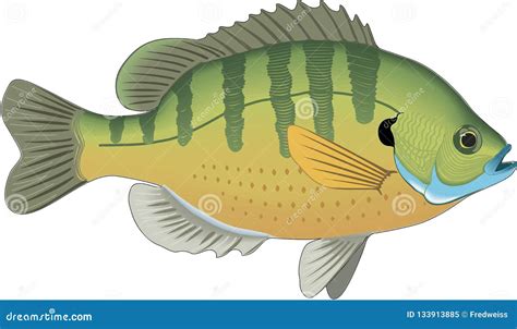 Bluegill Swimming Illustration Stock Vector Illustration Of Bluegill