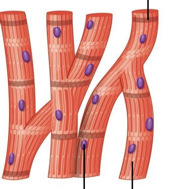 Exam 3 Architecture Of A Cardiac Muscle Fiber Flashcards Quizlet