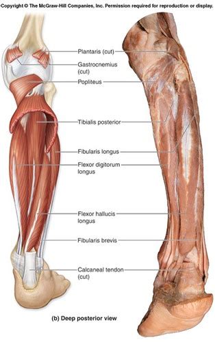 Muscles Of The Foot And Ankle Flashcards Quizlet