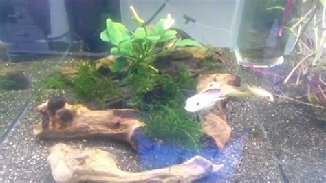 Apistogramma Agassizii Fire Gold For Sale Shrimplovers Youtube