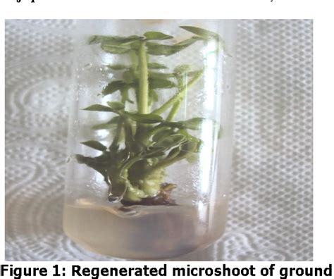 Figure From Effect Of Naphthalene Acetic Acid Naa On In Vitro