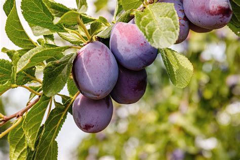 Le Susine Che Passione Scopri Tutte Le Nostre Variet Bio Biorfarm