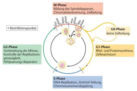 Bio Genetik Karteikarten Quizlet