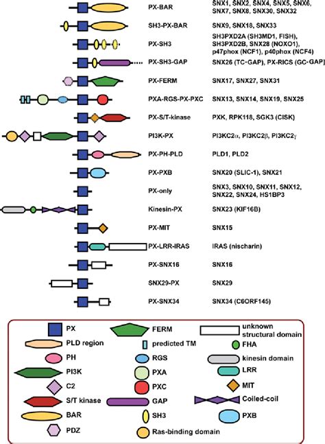 Figure 1 From Insights Into The PX Phox Homology Domain And SNX