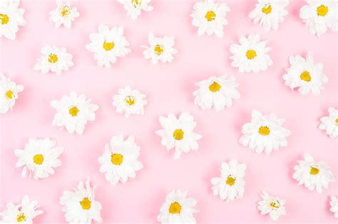 White Flower On Pink Kids Room Wallpaper Papel De Parede Para