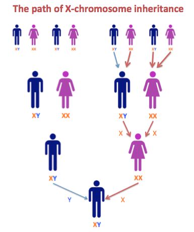 DNA and Family Tree Research: Step 3.2 - a match on the X?