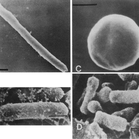 (PDF) Social and developmental biology of the myxobacteria. 