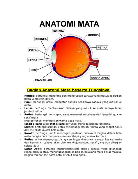 Bagian Anatomi Mata Beserta Fungsinya Kornea Berfungsi Menerima Dan