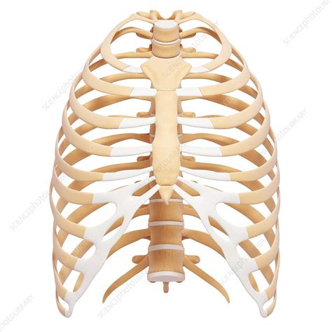 Human Ribcage Artwork Stock Image F Science Photo Library