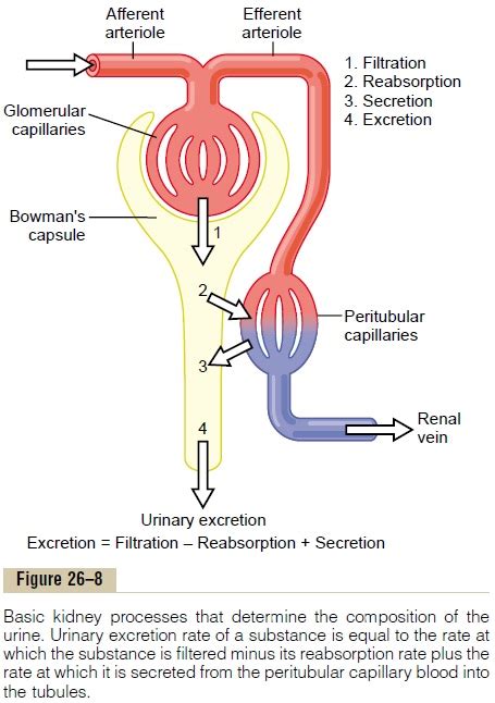 Urine Formation Results From Glomerular Filtration Tubular