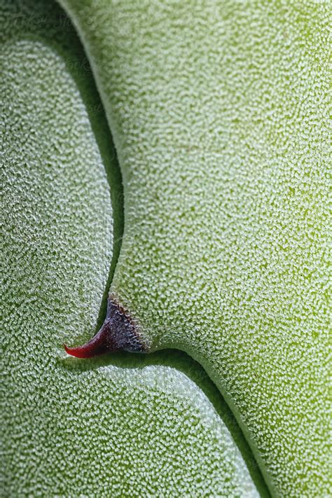 Deatil Of Agave Plant Del Colaborador De Stocksy Marcel Stocksy