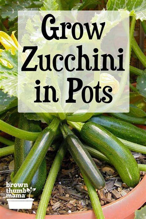 Zucchini Growing In Pot With Text Overlay That Reads Grow Zucchini In Pots