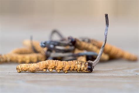 5 facts about cordyceps, the bug-eating parasitic fungus that inspired ...