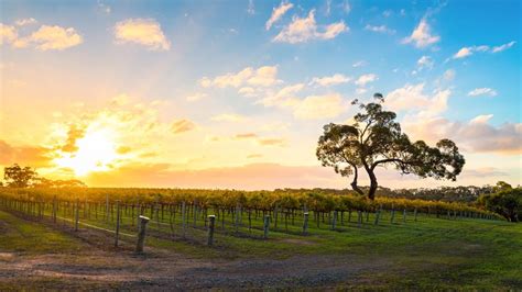 An In Depth Guide To The Best Wine Regions In Australia