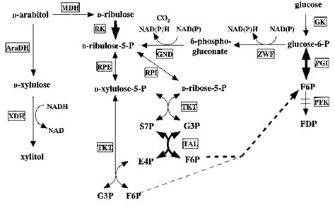 Putative Scheme Of The G Oxydans Pentose Phosphate Pathway Enzymes Download Scientific